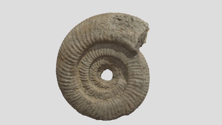 [1430] GSb 387 Titanites Ammonite 950K Obj 3D Model