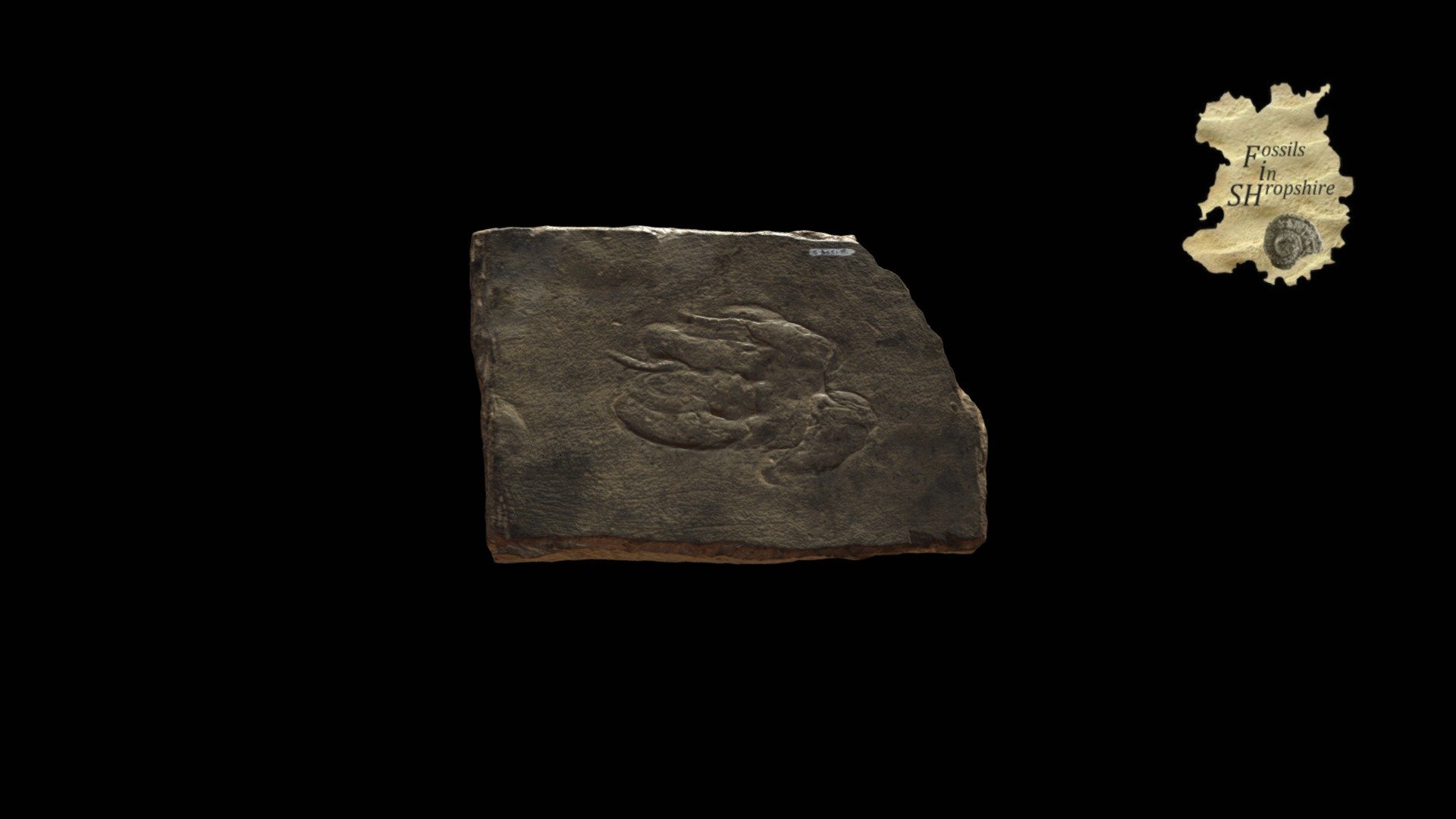 Footprint - Cheirotherium