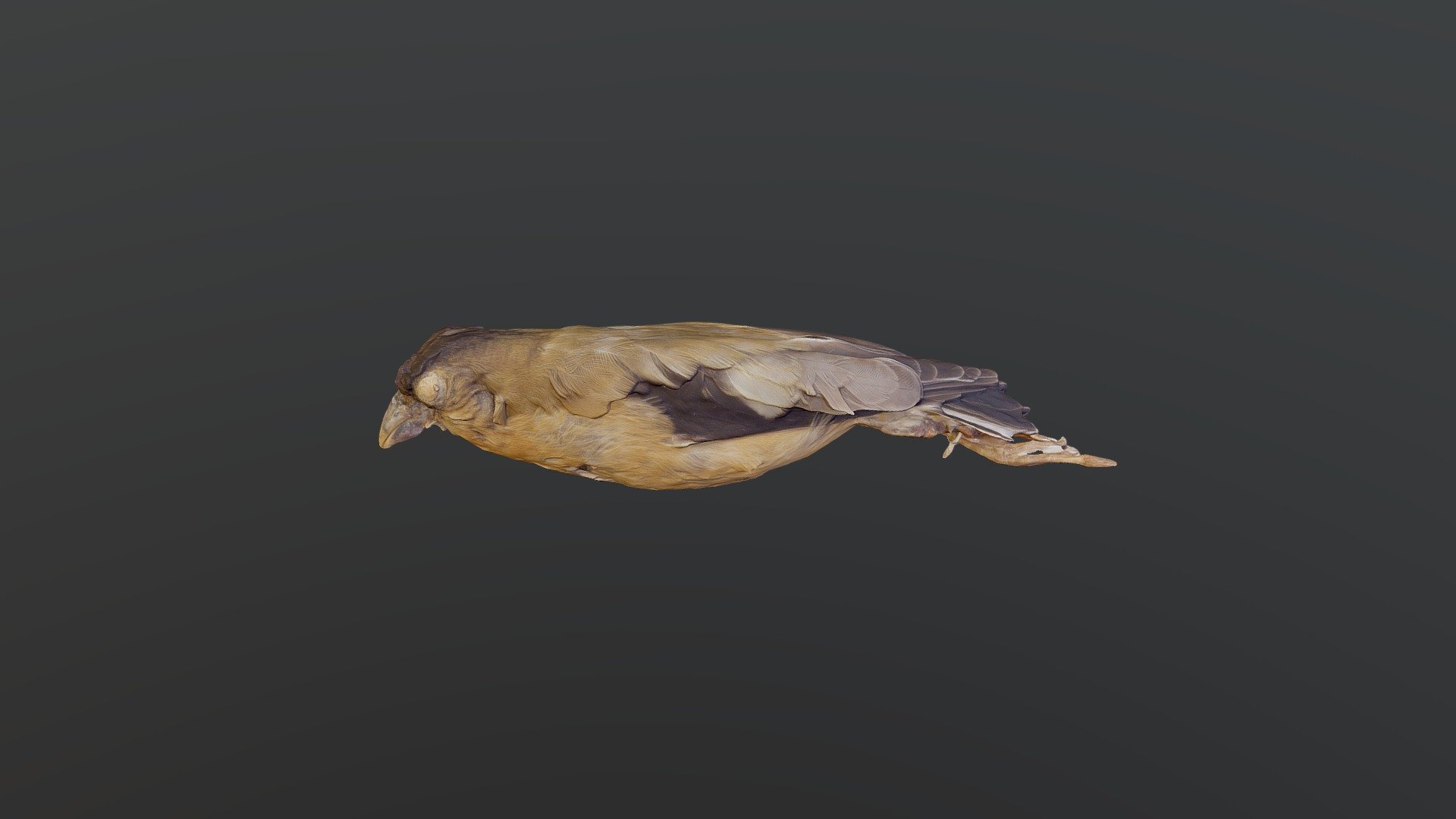 Hooded Grosbeak - Coccothraustes abeillei