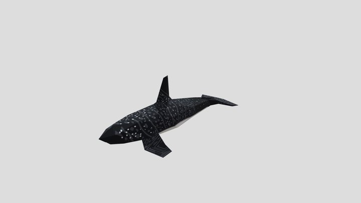 Shark whale 3D Model