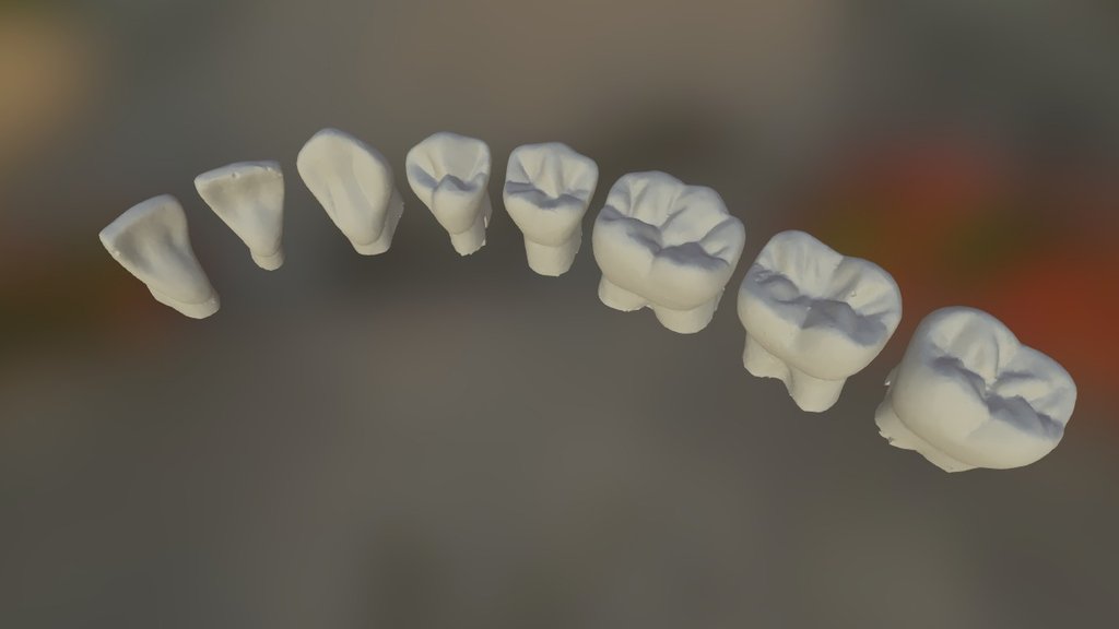 Lower Adult Tooth Morphology Test - 3D model by ushefdentistry [ee5ae8d ...