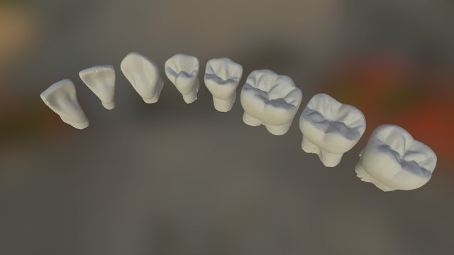 Lower Adult Tooth Morphology Test 3D Model