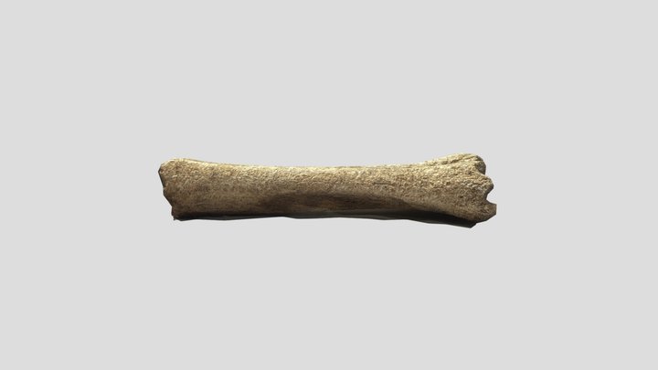 Metatarse d'Aurochs 3D Model