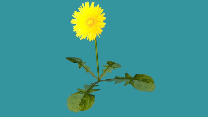 Dandelion