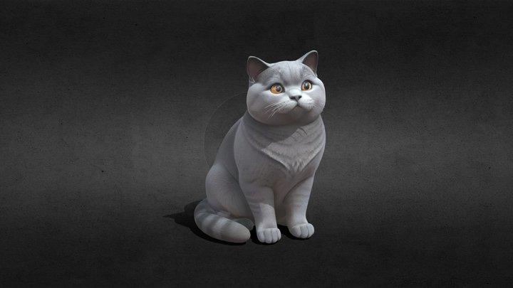 Sitting cat(British Shorthair Blue Cat)