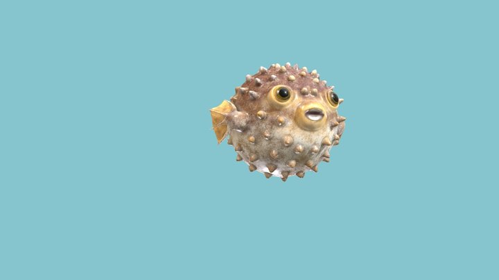Diodon holocanthus 3D Model