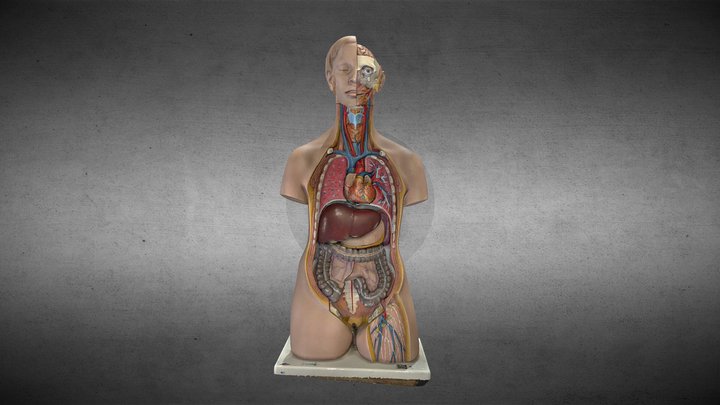 órganos internos / Internal organs 3D Model