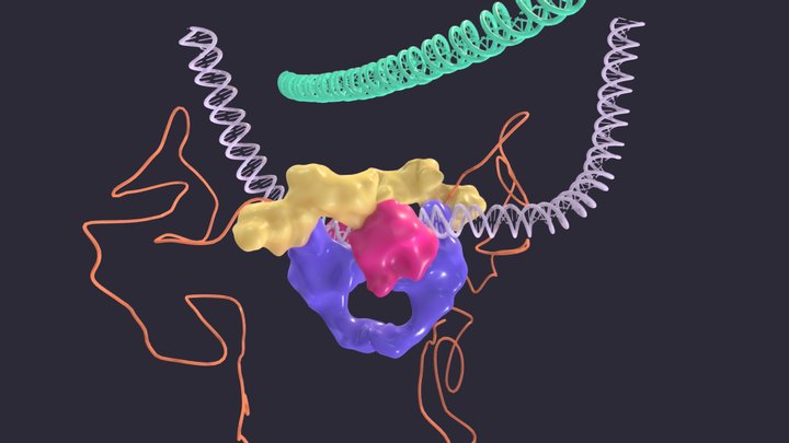Topoisomerase II - State 1 3D Model