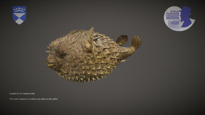 Puffer fish – Kostenloses 3D-Modell STL