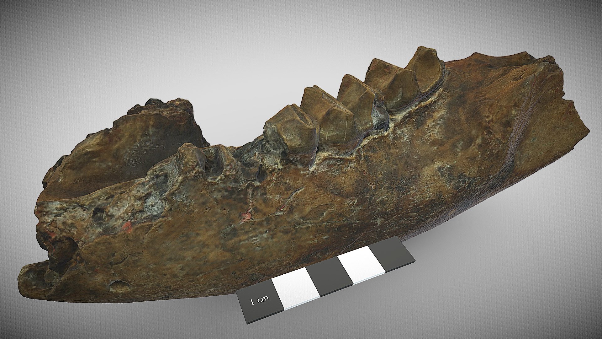 Zygomaturus nimborensis (holotype) 3D model by UQ School of Earth and
