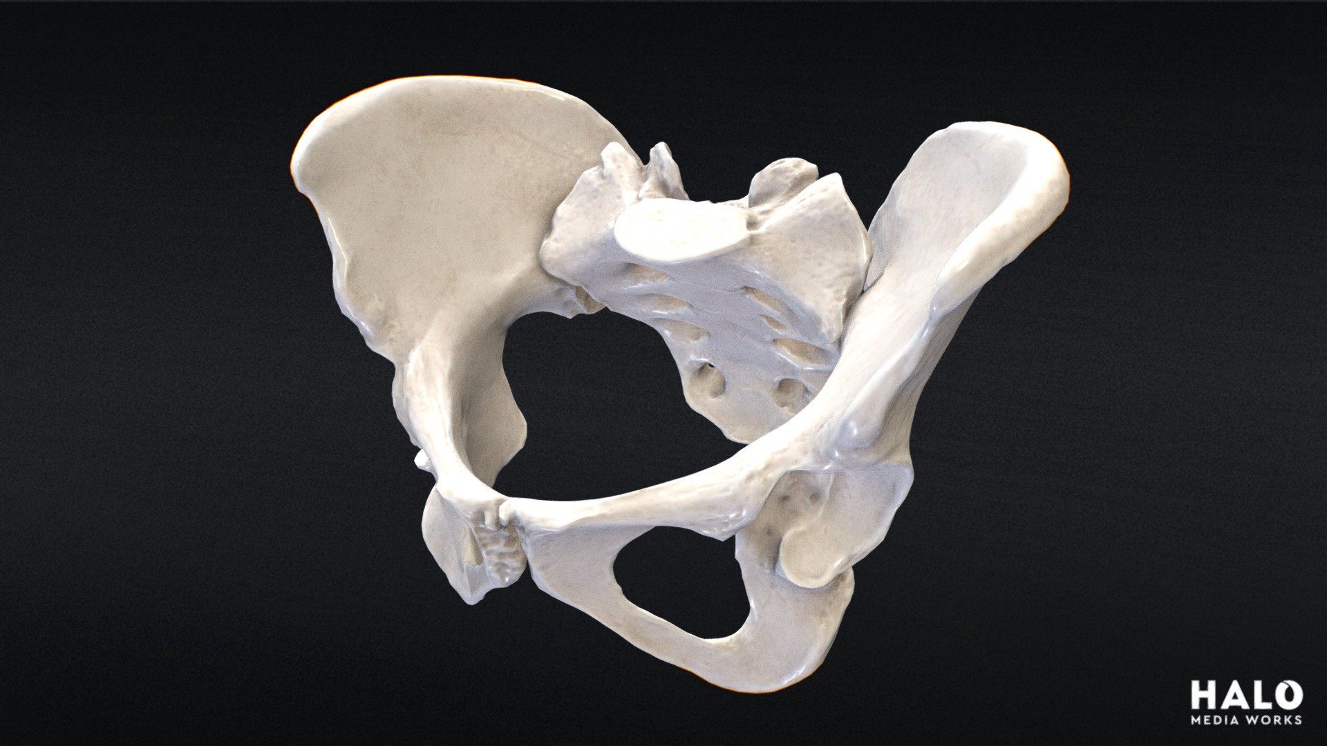 free spine with pelvis 3d model .stl