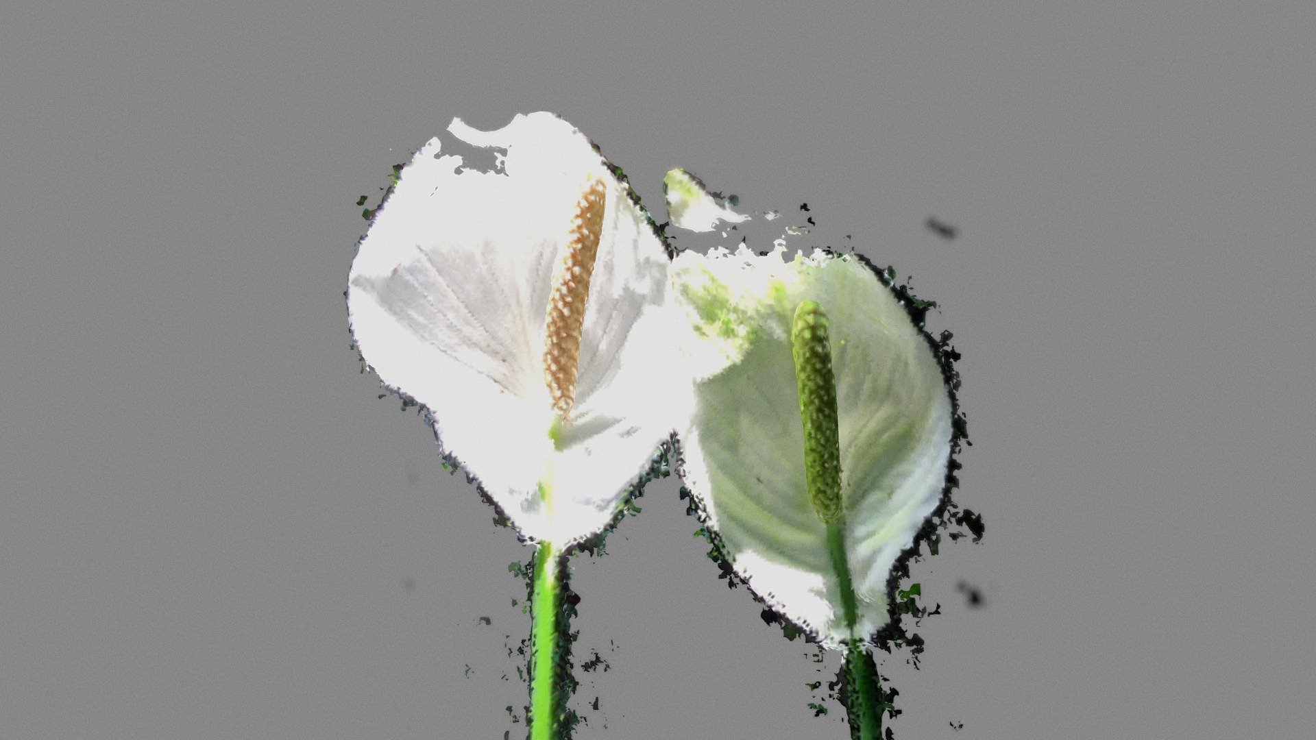 Anthurium flower 3D scanned with iPhoneXs
