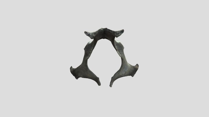 Equus caballus pelvis (F, adult) - reference 3D Model