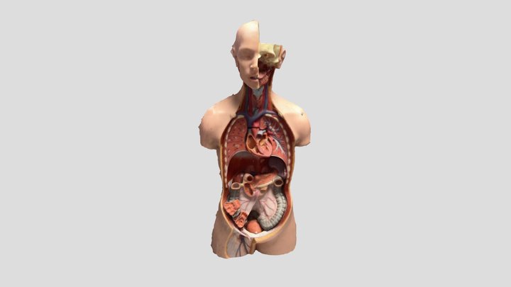 Human half heart half adomin 3D Model