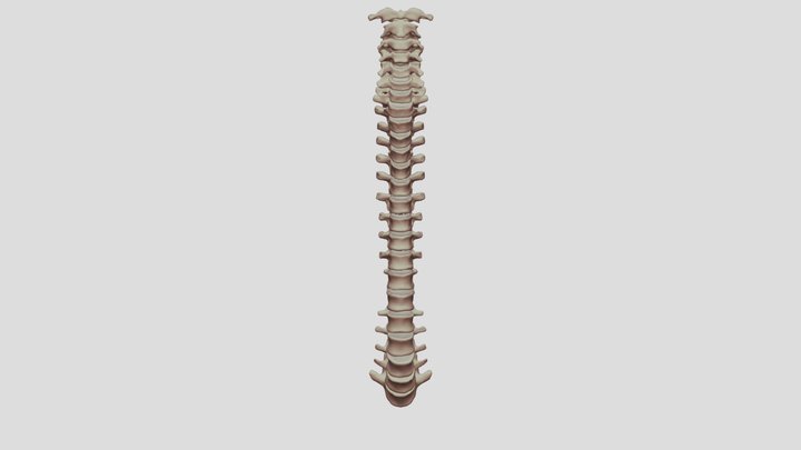 Rigged human spine 3D Model