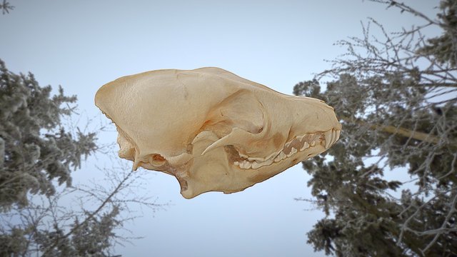 Cráneo de Coyote 3D Model