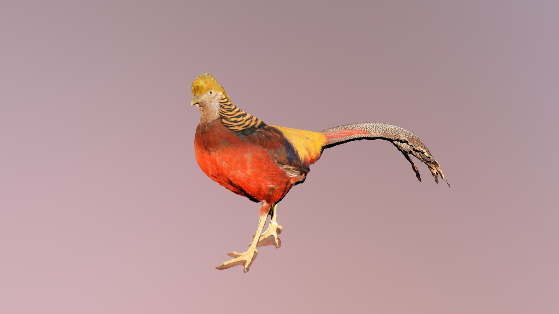 190402 Cock
