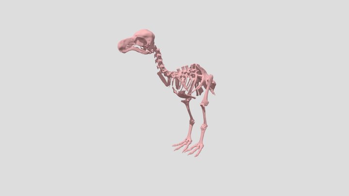 Full Dodo skeleton 3D Model