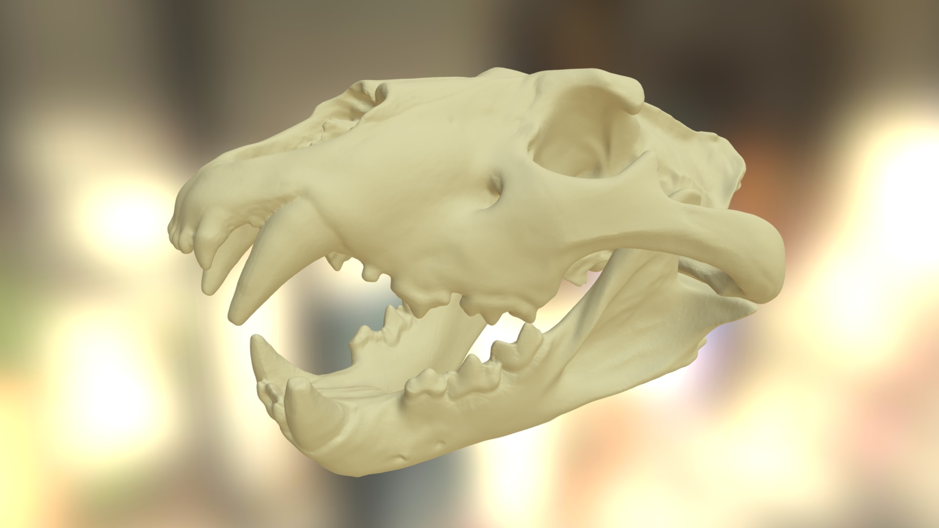 3D model Lionskull - This is a 3D model of the Lionskull. The 3D model is about a skull of an animal.