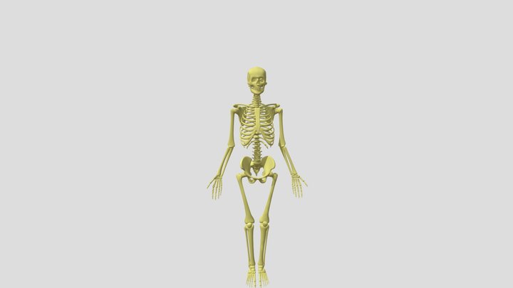Skeleton Rig 3D Model