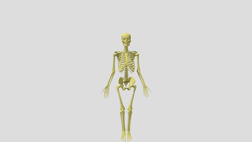 Skeleton Rig