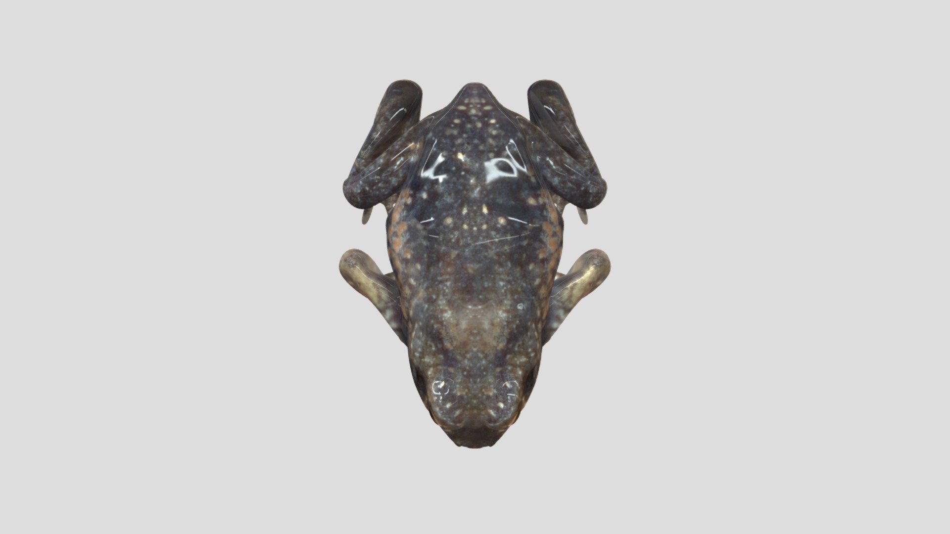 Kodok - 3D model by zulfitri06062004 [ee89147] - Sketchfab