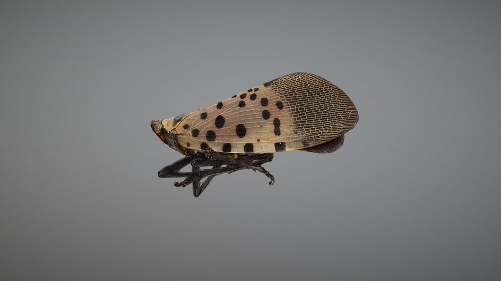 Spotted Lanternfly Female