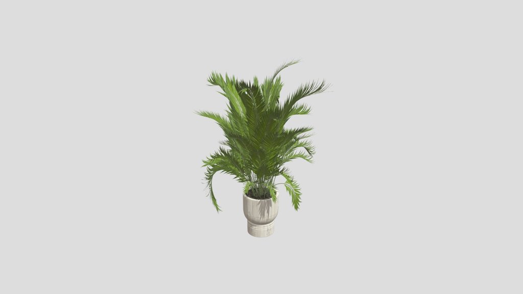Sunlit Areca Palm
