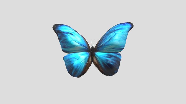 Butterfly 3D Model