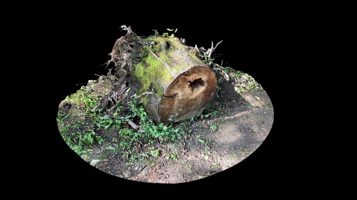Sarajevo Bosna Spring - Tree Stump (Scaniverse) – Free 3D Model STL