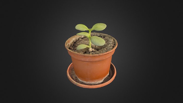 Home flower in a pot. Extra low poly 3D Model