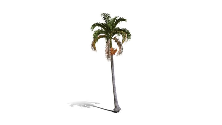 Realistic HD Christmas palm (15/35) 3D Model