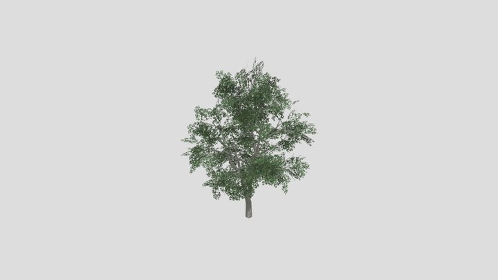 tree5 3D Model