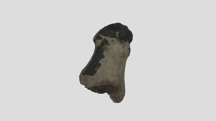 Metatarsal 1 3D Model