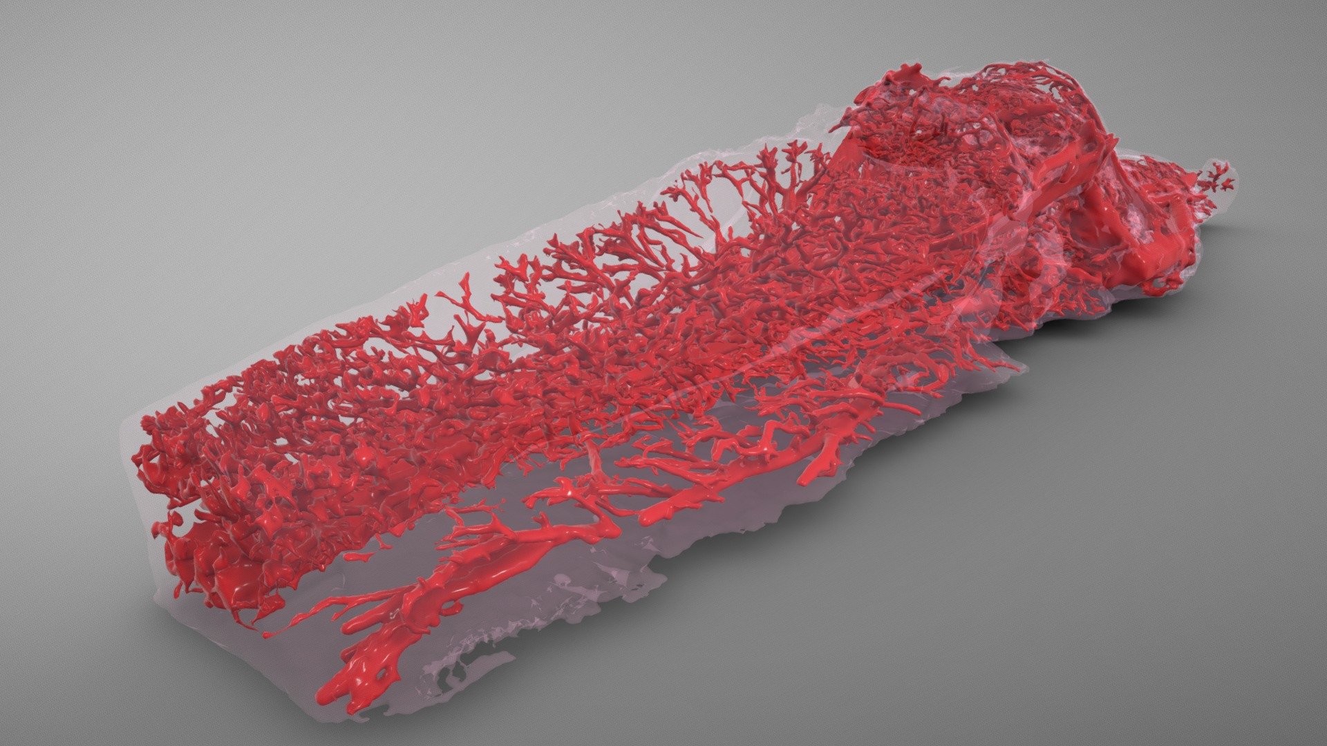 Equine Tongue And Trachea Anatomy 3d Model By Jbrown07 Ee9ccff