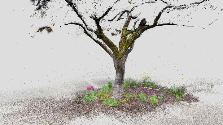 Campus blossoming tree attempt1 - Lidar scan 3D Model