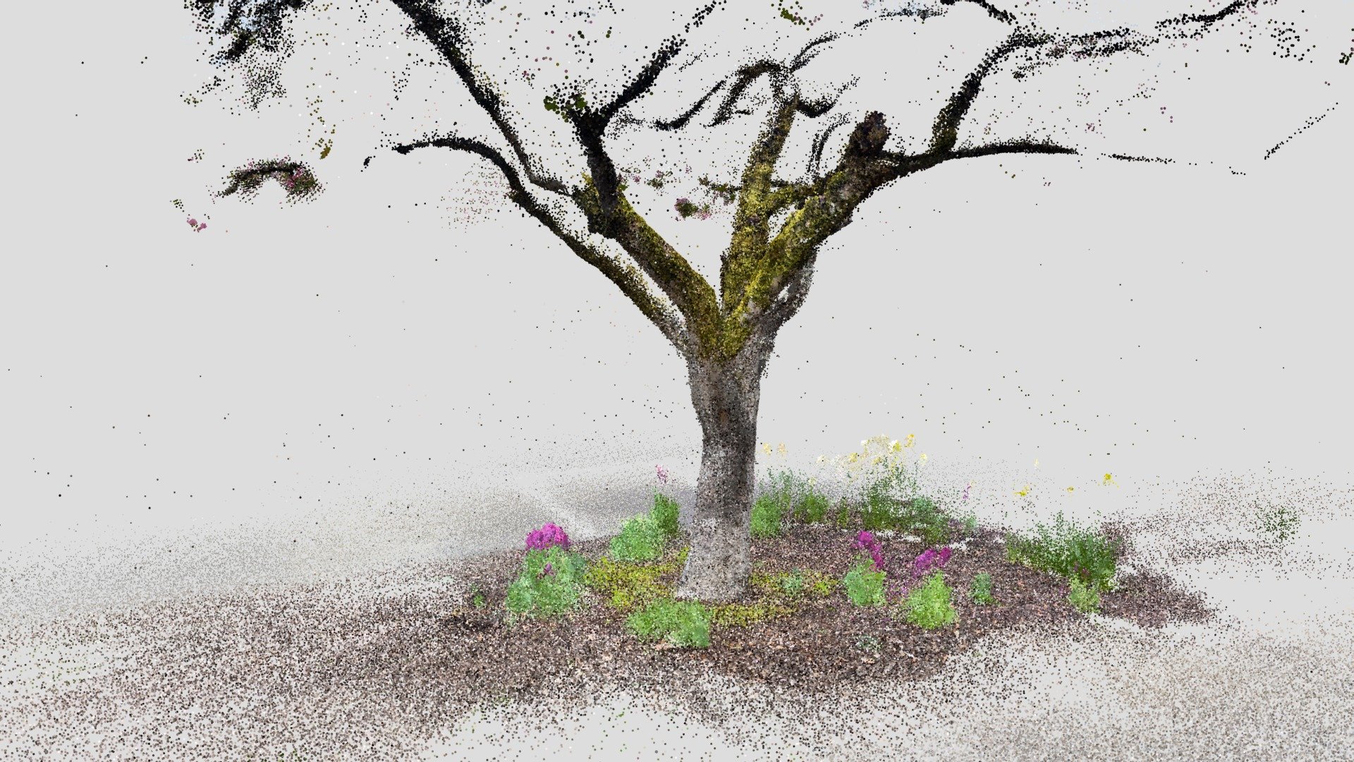 Campus blossoming tree attempt1 - Lidar scan