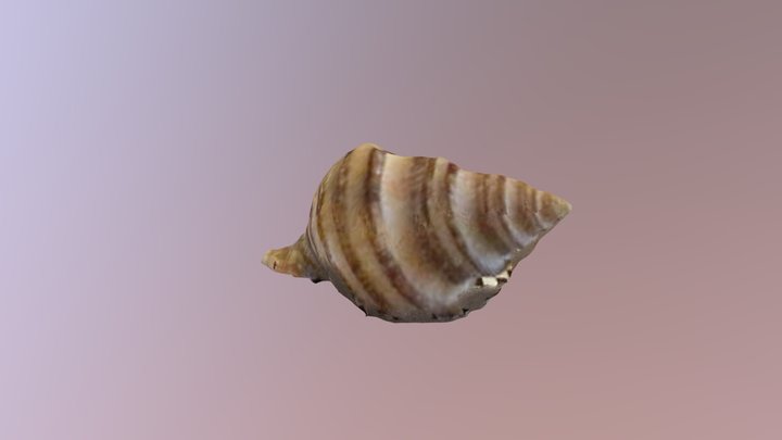 New England Neptune shell 3D Model