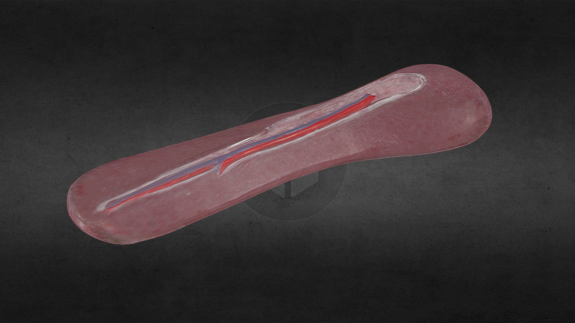 Pig Spleen