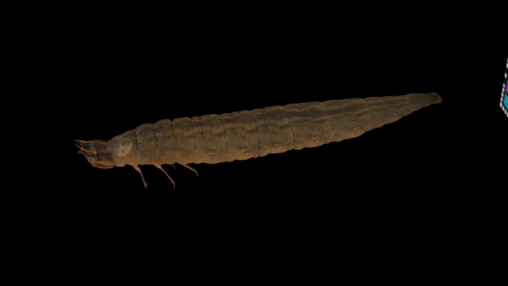 CC0 ガムシ幼虫 Silver Water Beetle, H. acuminatus