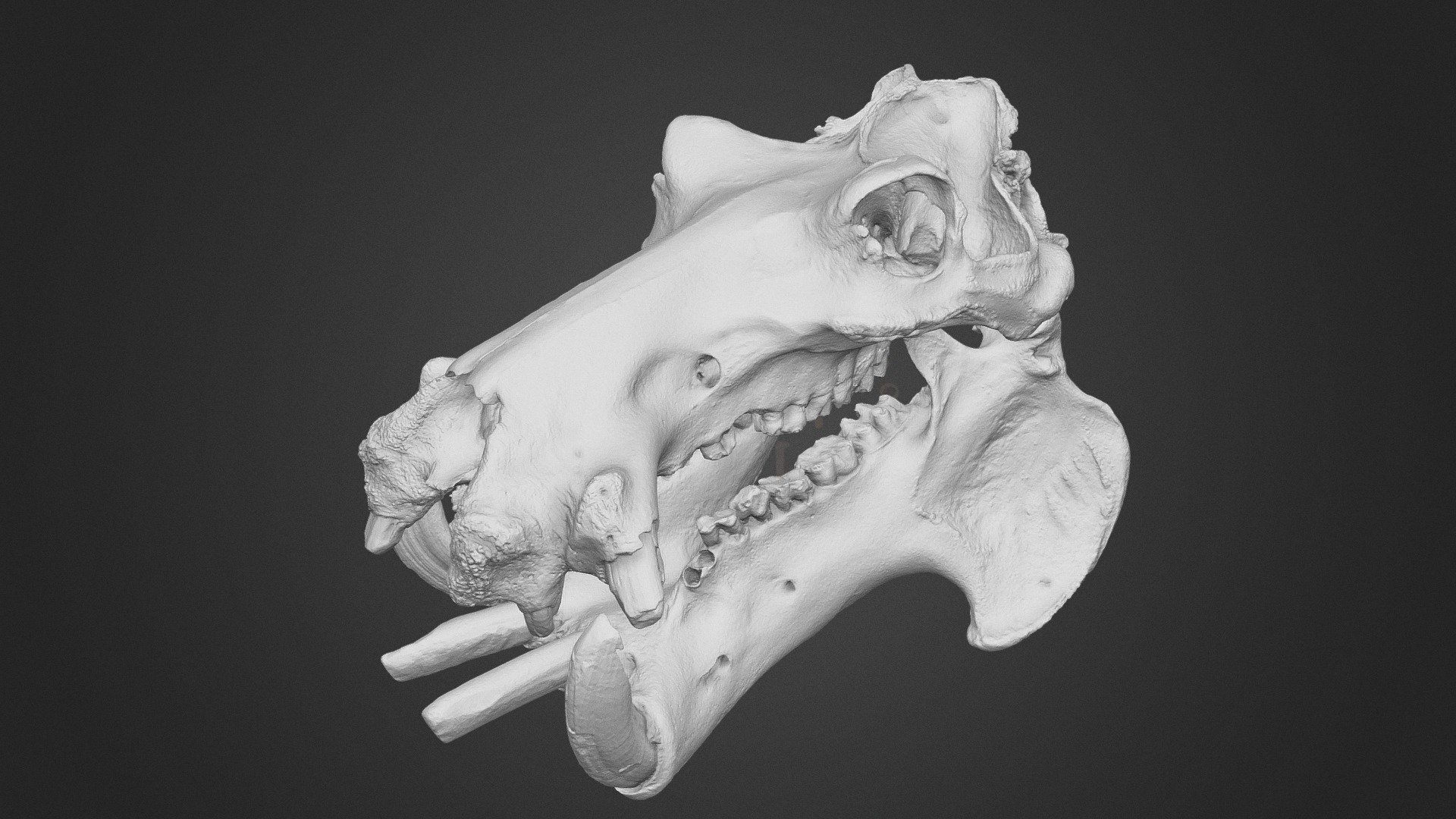 天王寺動物園の収蔵コレクションの3Dモデルデータを公開しました