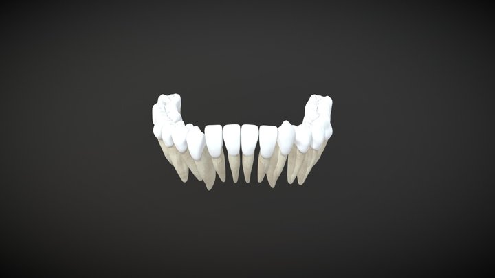Down teeths / Dientes permanentes inferiores 3D Model