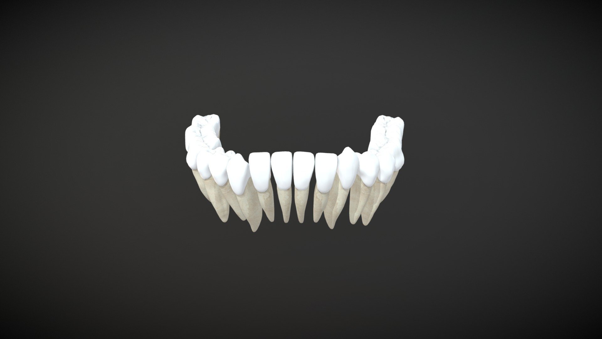 Down teeths / Dientes permanentes inferiores - Buy Royalty Free 3D ...