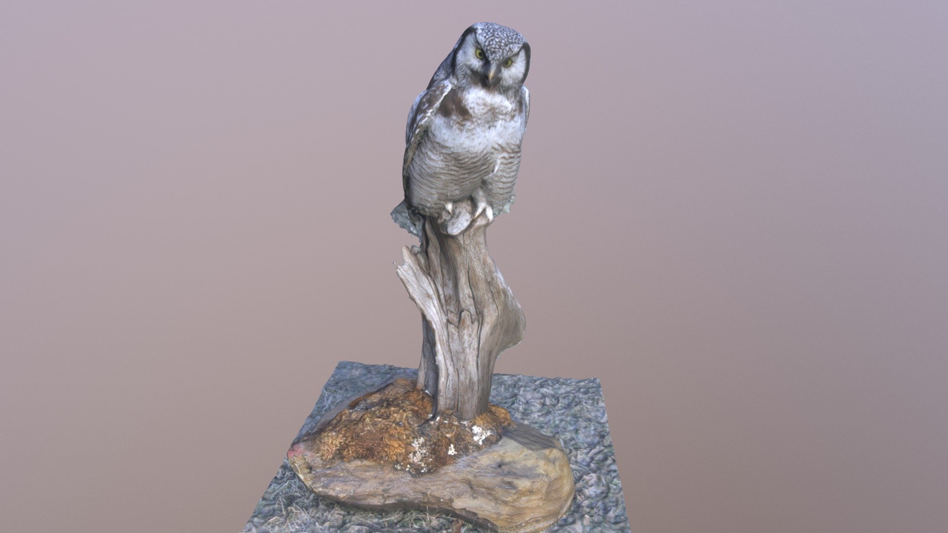Haukugle — Sketchfab embed 3D viewer