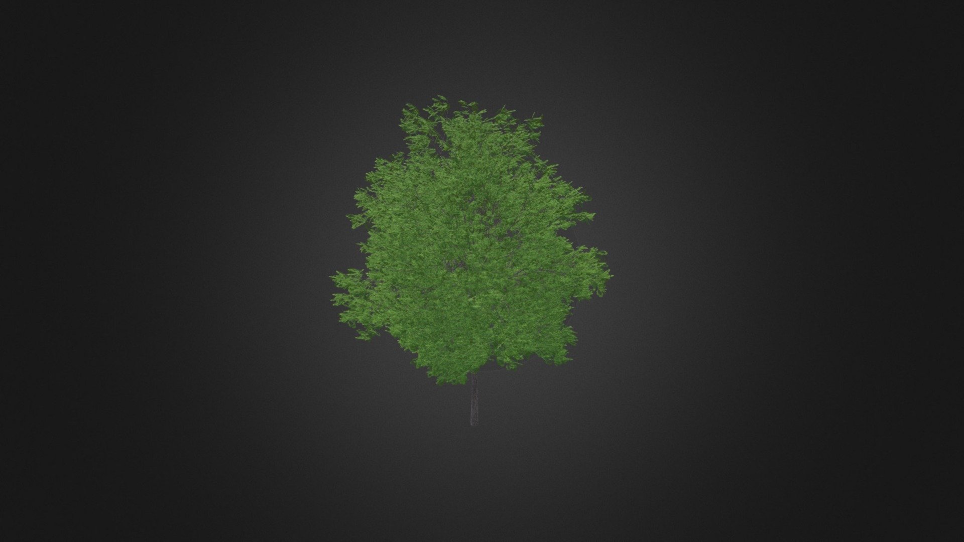 Maidenhair Tree (Ginkgo biloba) 6.3m - Buy Royalty Free 3D model by ...