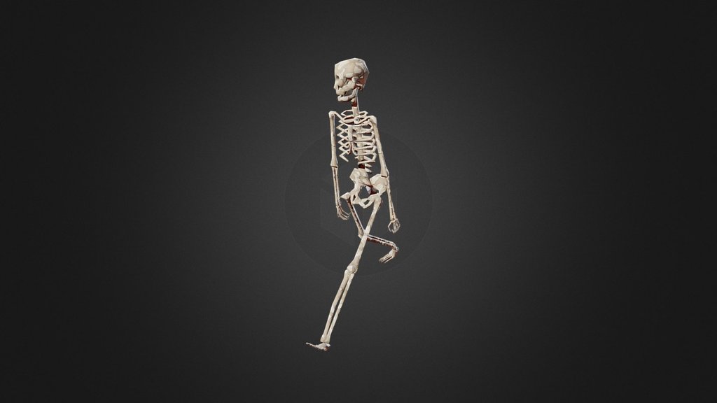 Skeleton - 3D model by Julian Gränke (@frozenskullstudio) [eeb7aef ...