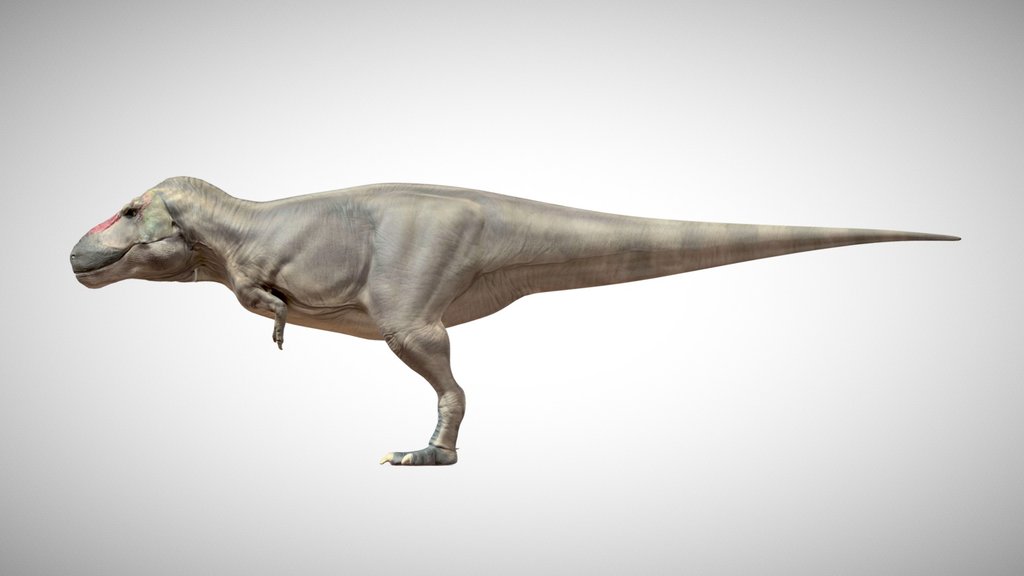Tyrannsoaurus Rex RSM P2523.8 (Scotty)