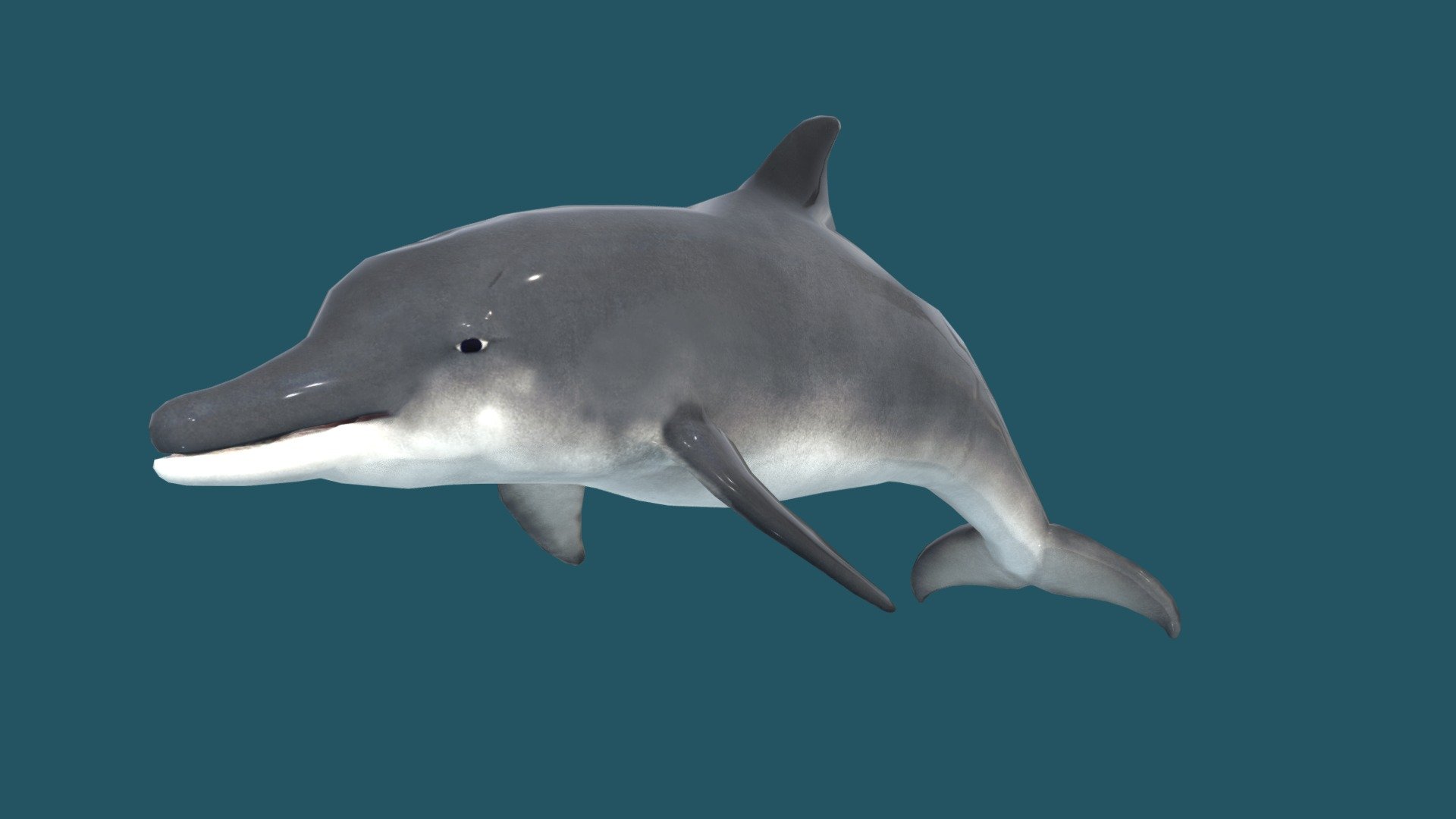 Dolphin - 3D model by josluat91 [eebb785] - Sketchfab