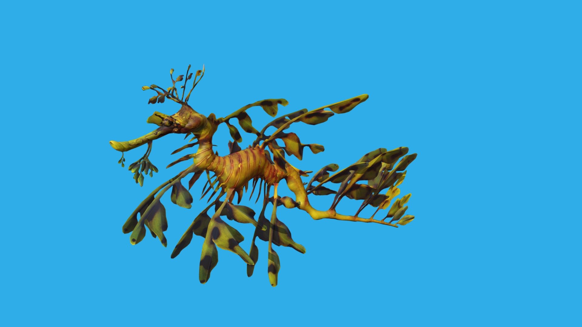 Leafy Seadragon - Download Free 3D model by kenchoo [eebb962] - Sketchfab