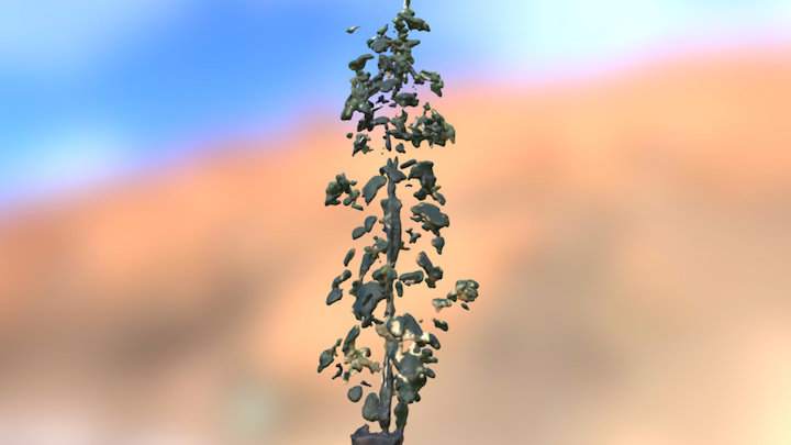 Quinoa Plant Test 3D Model